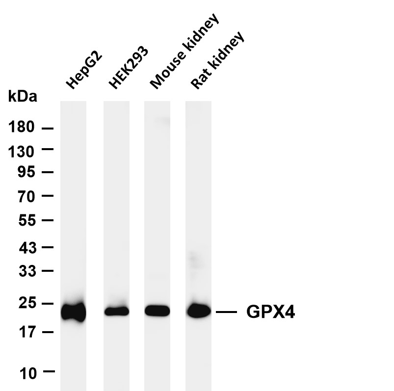 GPX4 (R635P) Rabbit mAb