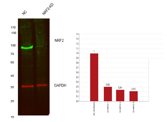 Nrf2 (R370G) Rabbit mAb